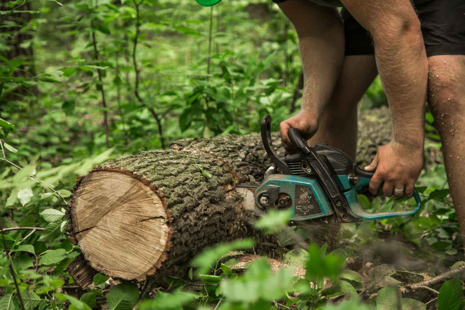 Best Tree Cutting Near Me  in Oldsmar, FL